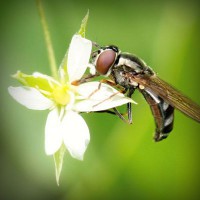 /album/rolivgistde/photolia-a02-jpg/