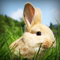 /album/rolivgistde/photolia-a03-jpg/