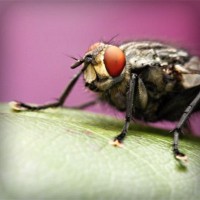 /album/rolivgistde/photolia-a08-jpg/